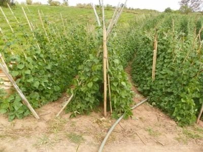 Crédito José Braga Semis