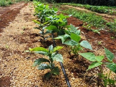 Crédito José Braz Matiello