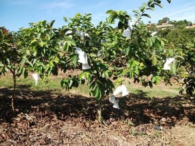 Crédito José EmÃ­lio
