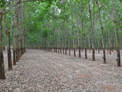 Crédito José Fernando Canuto