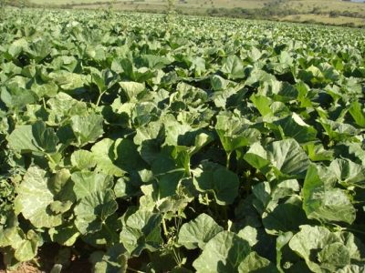 Crédito José Lopes