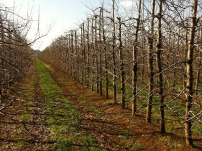 Crédito José Luiz Petri