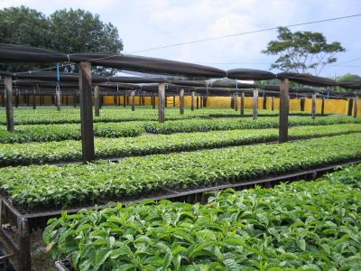 Mudas de café com pseudomonas exigem medidas drásticas de controle - Crédito José Maria
