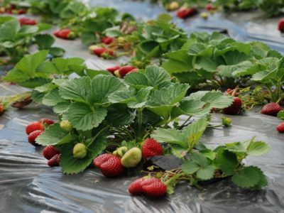 Crédito José Mauro Balbino