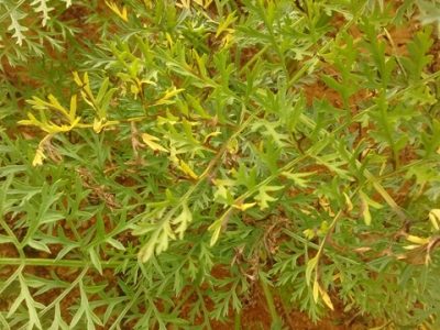 Crédito Junior Lopes