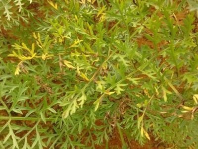 Crédito Junior Lopes