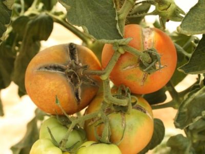 Crédito Juscimar da Silva