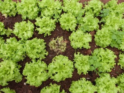 Crédito Kércio Estevam da Silva