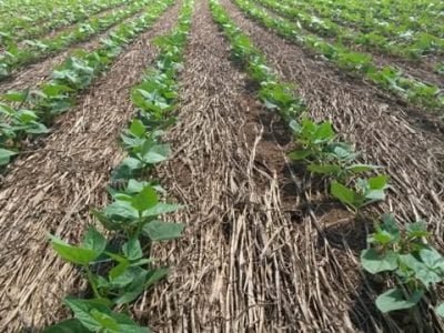 Foto 01 - Crédito Leonardo Oliveira Cardoso