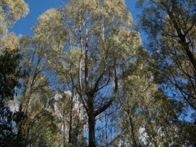 Crédito Leonardo Rodrigues Barbosa