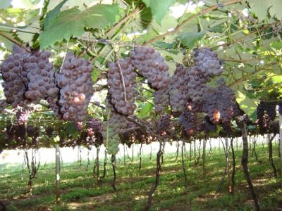 Crédito Loiva de Melo