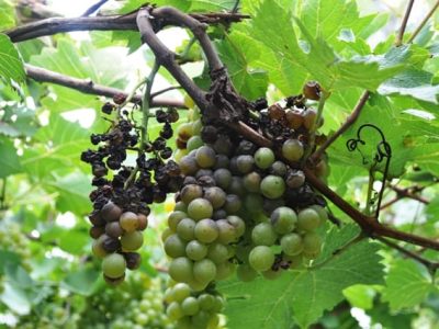 Crédito Lucas da Ressurreição Garrido