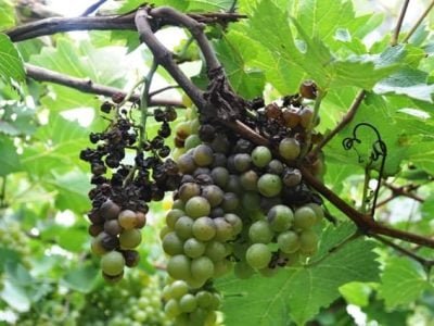 Crédito Lucas da Ressurreição Garrido