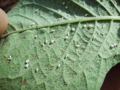 Crédito Lúcia Vivan