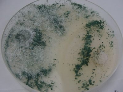 Crédito Luciana Zago