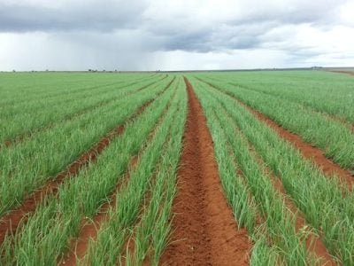 Crédito Luciano Brito