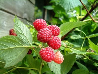 Crédito Luciano Ilha