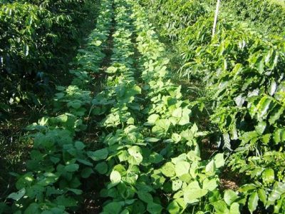 -Crédito-Lúcio-Martins-Neto