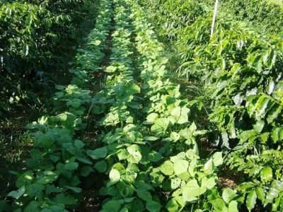 -Crédito-Lúcio-Martins-Neto