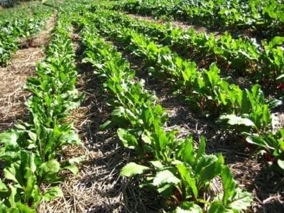 Crédito Luis Felipe Villani Purquerio