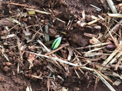 Crédito Luís Fernando de Oliveira Gundim