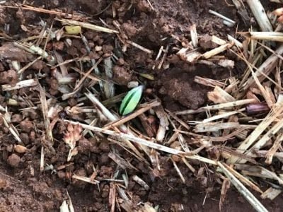 Crédito Luís Fernando de Oliveira Gundim