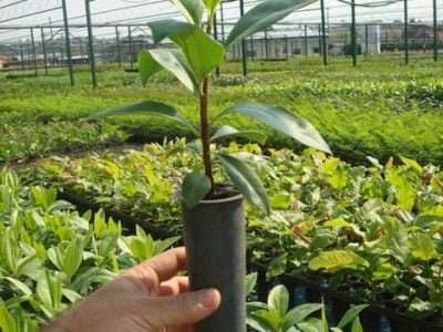 Crédito Luiz Mauro Barbosa