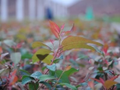 Mudas de eucalipto - Crédito Luize Hess