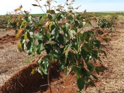 Adubação foliar para florestas se mostra viável - Crédito Luize Hess