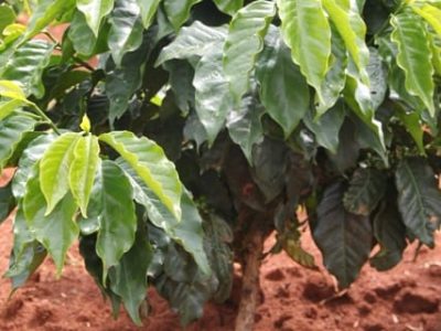 A irrigação agrícola e sua fundamental importância mesmo em tempos de crise hÃ­drica - Crédito Luize Hess