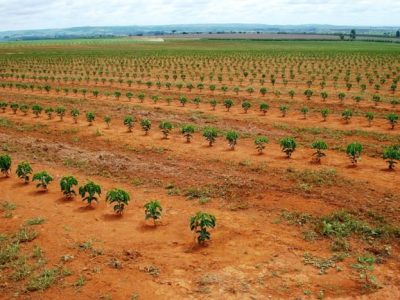 Crédito Marcelo Linhares