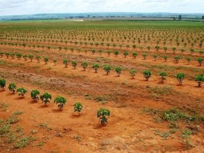 Crédito Marcelo Linhares