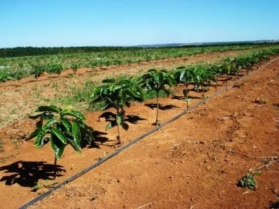 Crédito Marcelo Linhares