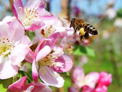Crédito Marco Lucini