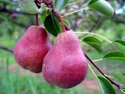 Crédito Marco Lucini