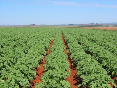 Crédito Marcos Miyazaki