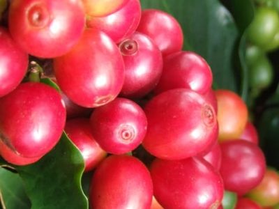 Crédito Marcos Pimenta