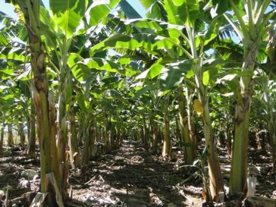 Crédito Maria Geralda Vilela Rodrigues