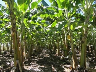 Crédito Maria Geralda Vilela Rodrigues