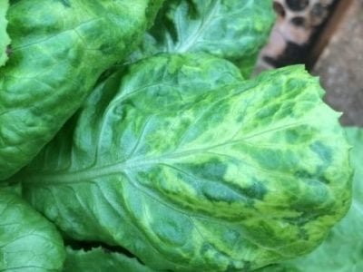 Crédito Marina Guimarães