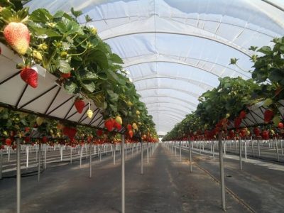 Crédito Mário Calvino Palombini