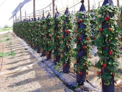 Crédito Mário Sérgio