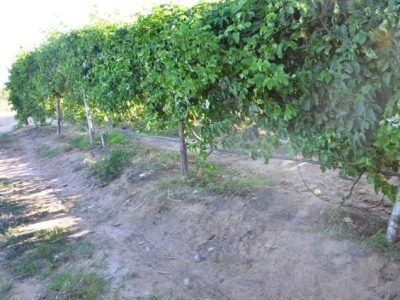 Crédito Mário Sérgio Carvalho Dias