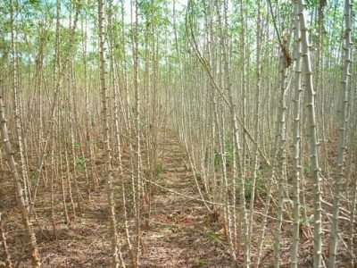 Crédito Mário Takahashi