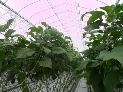 Crédito MaurÃ­cio Rezende