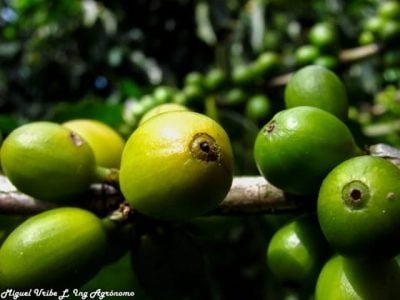 Crédito Miguel Vribe