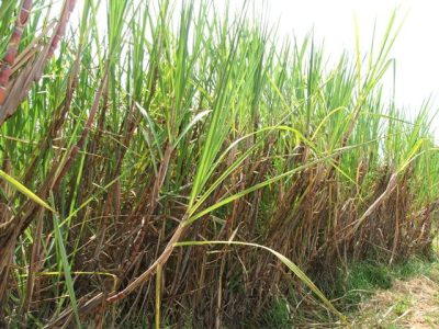 Crédito Miriam Lins