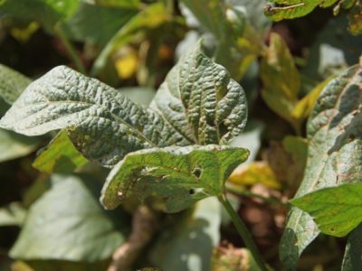 Crédito Miriam Lins