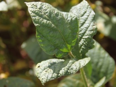 Crédito Miriam Lins