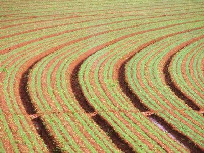 Crédito Miriam Lins